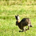 Ein Hase auf einer Wiese hoppelt davon.