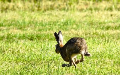 Bedürfnisse sagen ist lebenswichtg!
