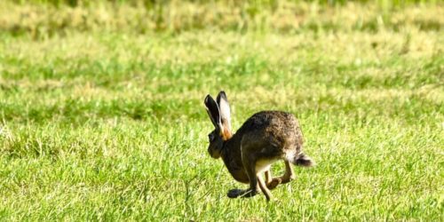 Ein Hase auf einer Wiese hoppelt davon.