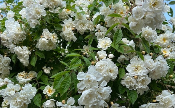 Lykkefunt, weisser Rosenbusch