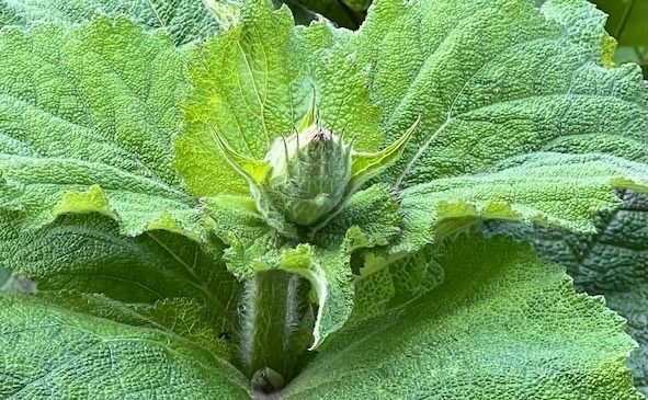 Knospe einer Muskatellersalbei