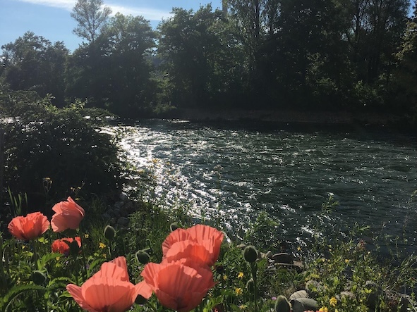 Smaragdgrüner Fluss mit rotem Mohn im Vordergrund.