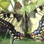 Ein Schmetterling in voller Entfaltung – Symbol für Selbstsicherheit aus innerer Stärke