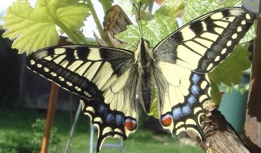 Ein Schmetterling in voller Entfaltung – Symbol für Selbstsicherheit aus innerer Stärke